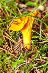 Image showing Cantharellus cibarius