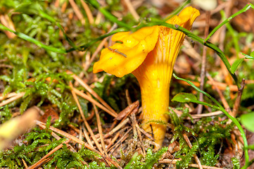 Image showing Cantharellus cibarius