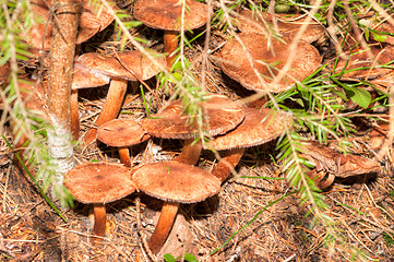 Image showing Mushrooms