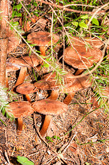 Image showing Mushrooms