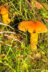 Image showing Mushroom