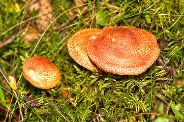 Image showing Mushrooms