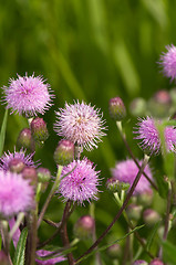 Image showing Cirsium