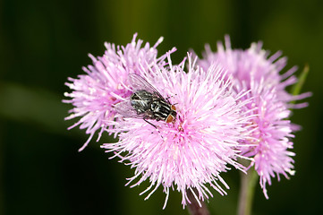 Image showing Flowers