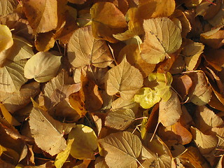 Image showing Leaves