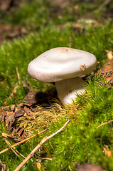 Image showing Mushroom