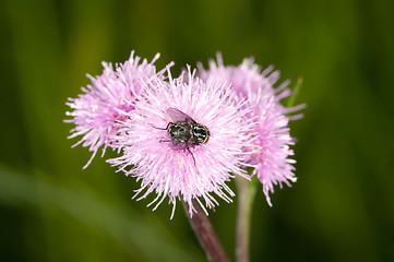 Image showing Fly