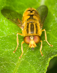 Image showing Hoverfly