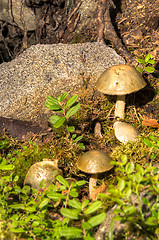 Image showing Mushrooms