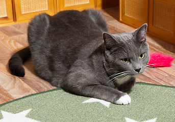 Image showing Cat