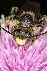 Image showing Wasp