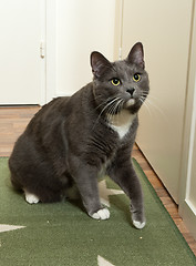 Image showing Cat