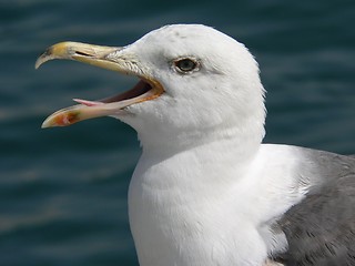 Image showing Panting Seagull