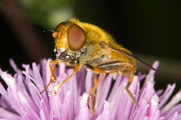 Image showing Hoverfly