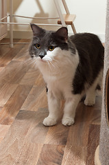 Image showing Cat