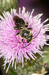 Image showing Wasp