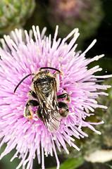 Image showing Wasp