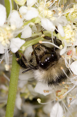 Image showing Bee