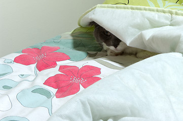 Image showing Cat in the bed