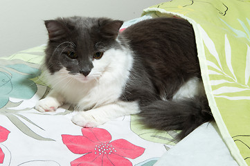 Image showing Cat on the bed