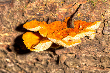 Image showing Polypore