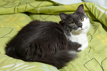 Image showing Cat on the bed