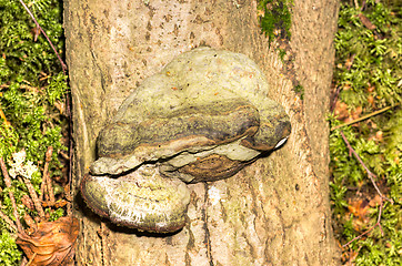 Image showing Polypore