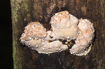 Image showing Polypore