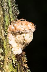 Image showing Polypore