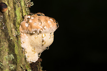 Image showing Polypore