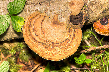 Image showing Polypore