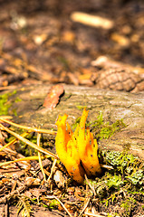 Image showing Calocera viscosa