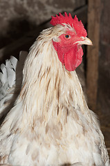 Image showing Cock