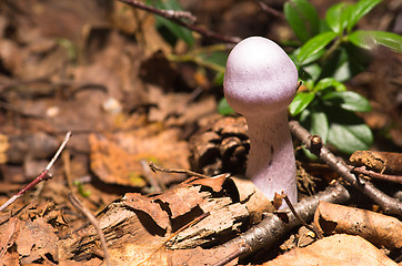 Image showing Mushroom