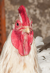 Image showing Cock