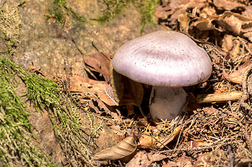 Image showing Mushroom