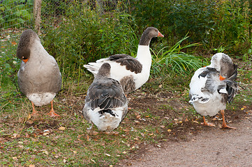 Image showing Goose