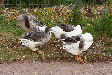 Image showing Goose