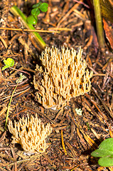 Image showing Mushrooms