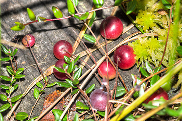 Image showing Vaccinium microcarpum