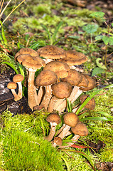 Image showing Mushrooms