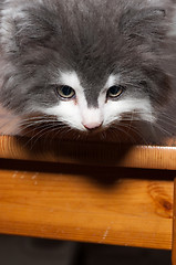 Image showing Kitten