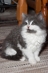 Image showing Kitten