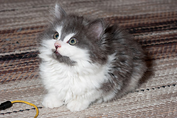 Image showing Kitten