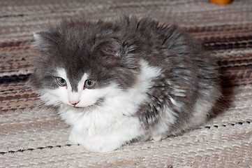 Image showing Kitten