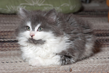 Image showing Kitten