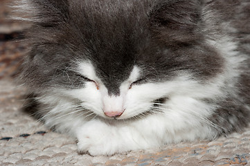 Image showing Sleeping cat