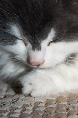 Image showing Cat