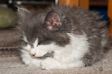 Image showing Cat