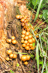 Image showing Mushrooms